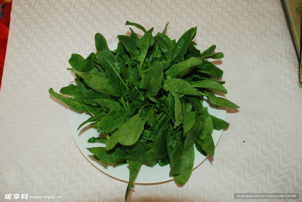 红根菠菜