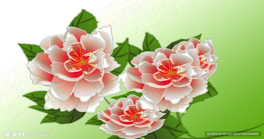 牡丹花