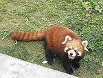 小熊猫