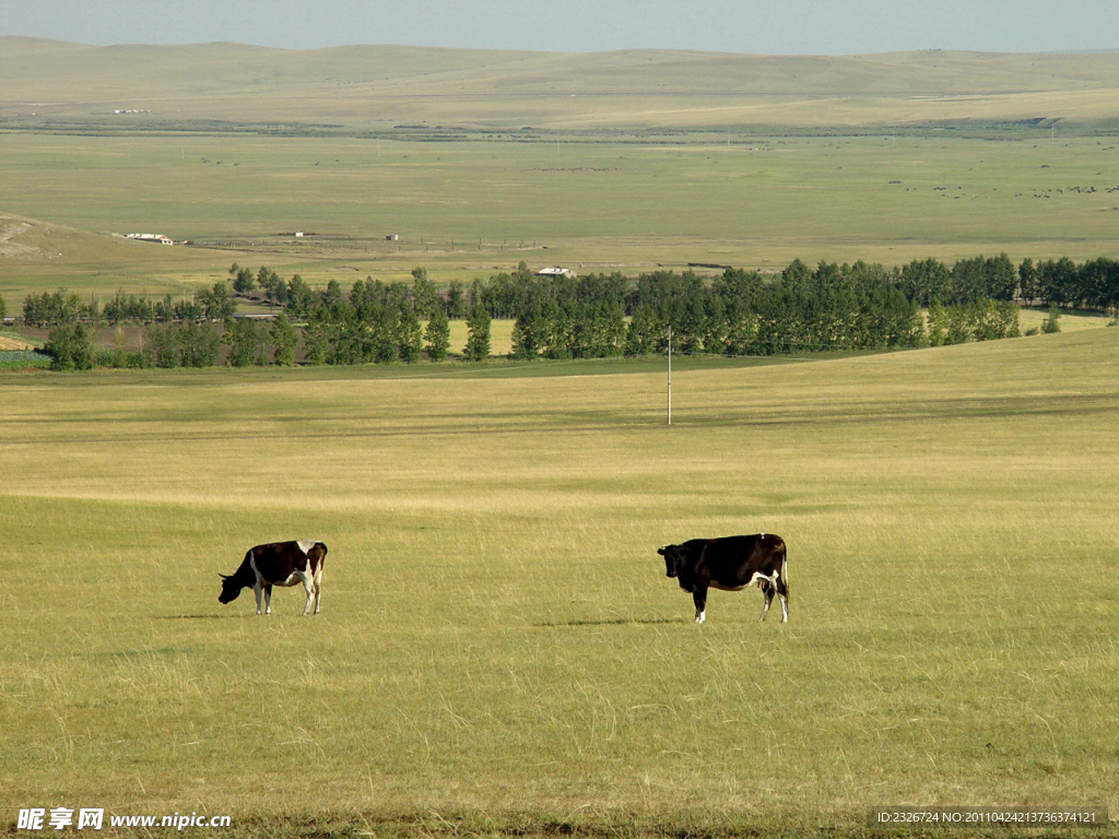 草原和奶牛