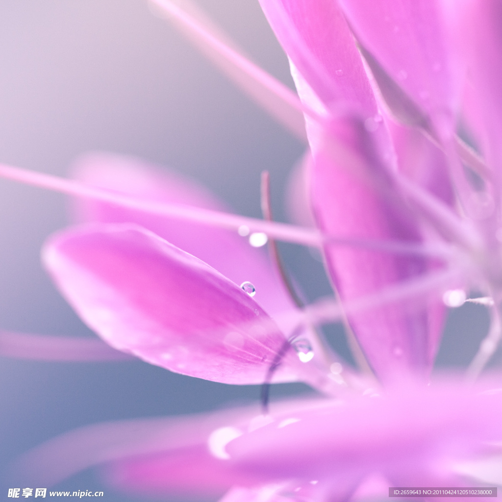 紫色花