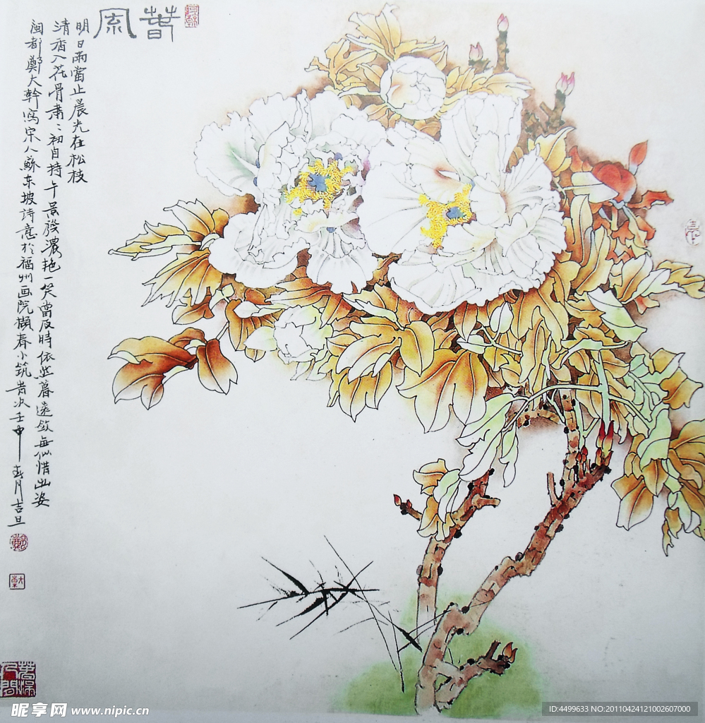 芙蓉花