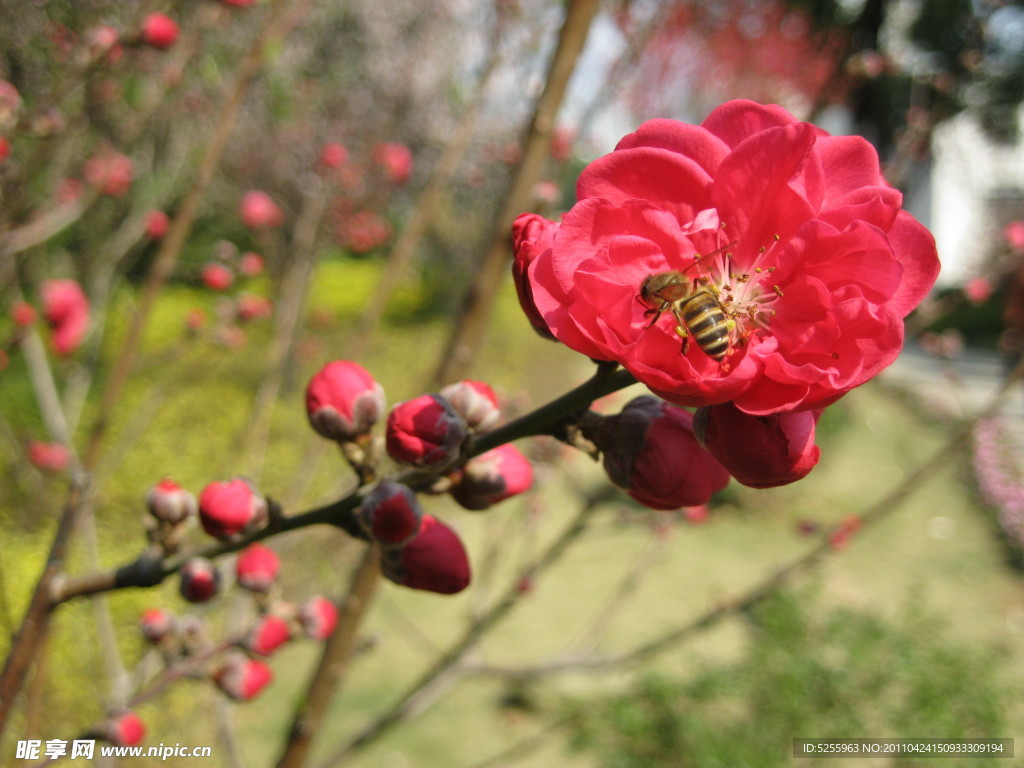 迷人桃花