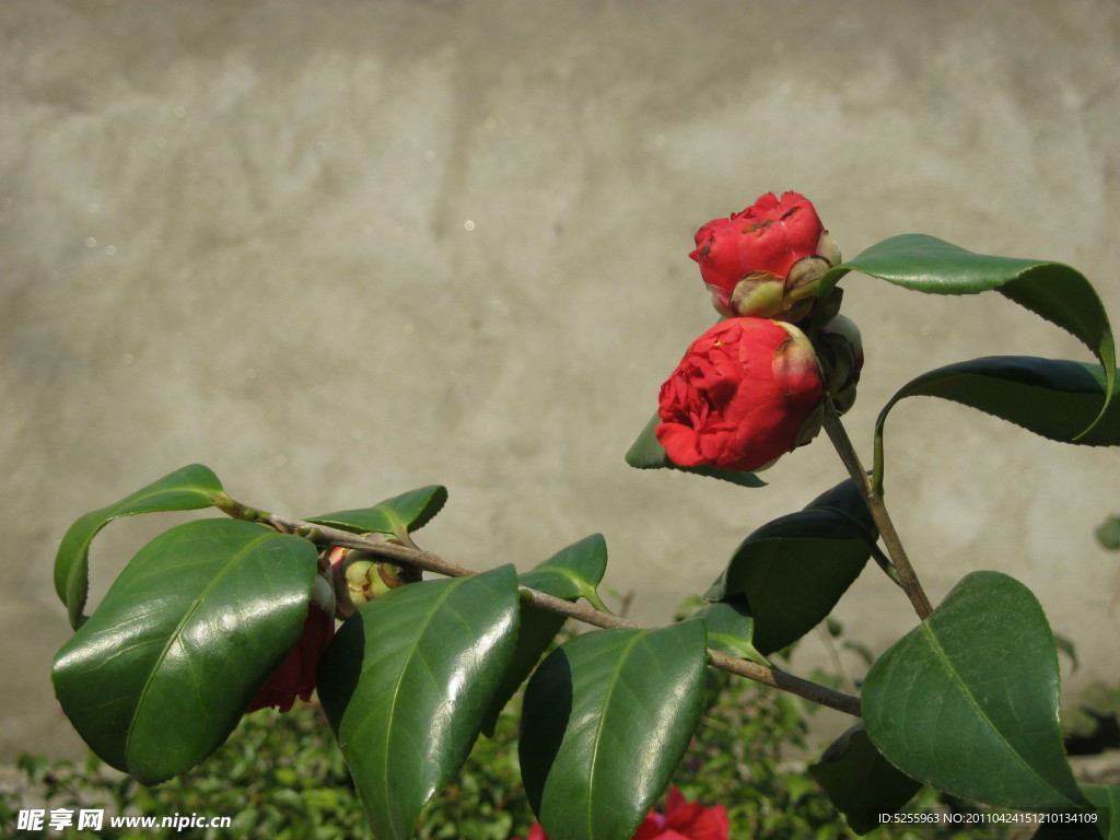 茶花