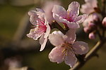 三朵桃花