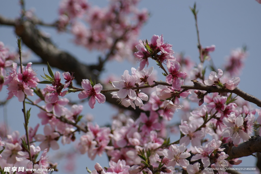 淡雅桃花