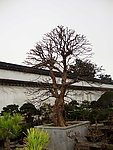 园林