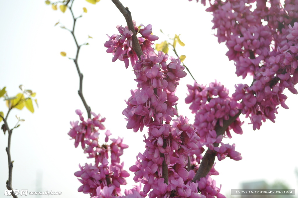 紫荆花