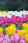 郁金香 花 海