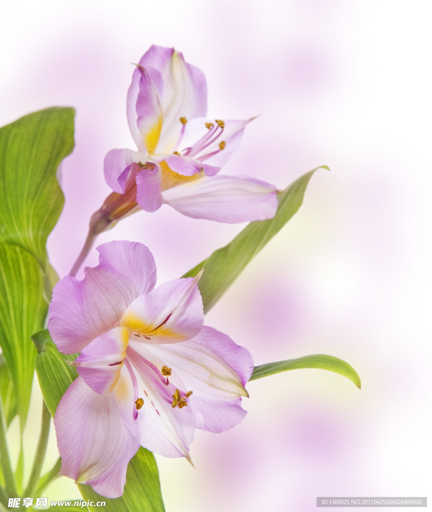 迎春花