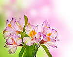 紫色浪漫春天鲜花