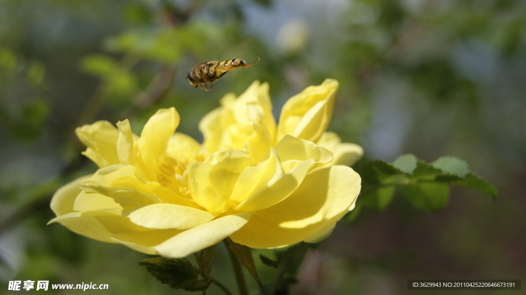 蜂与花