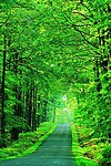 绿色道路