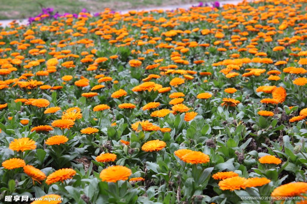 非洲菊