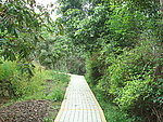 小岛林荫路