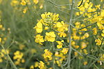 黄色油菜花