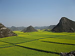 荷兰油菜花田