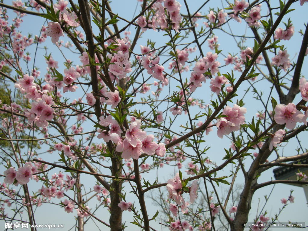 桃花 春意浓