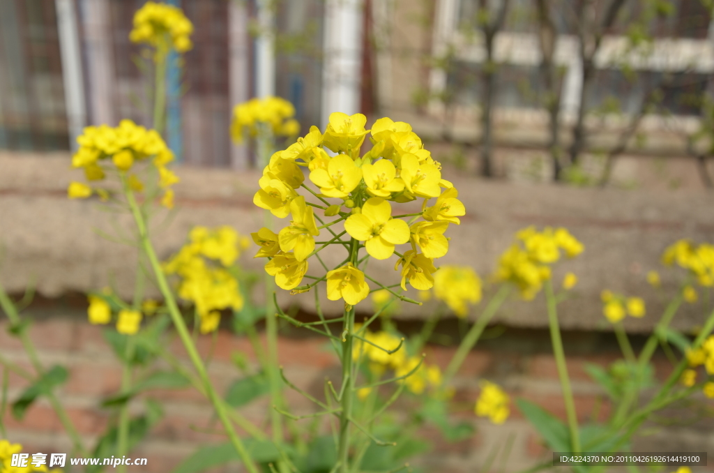 油菜花