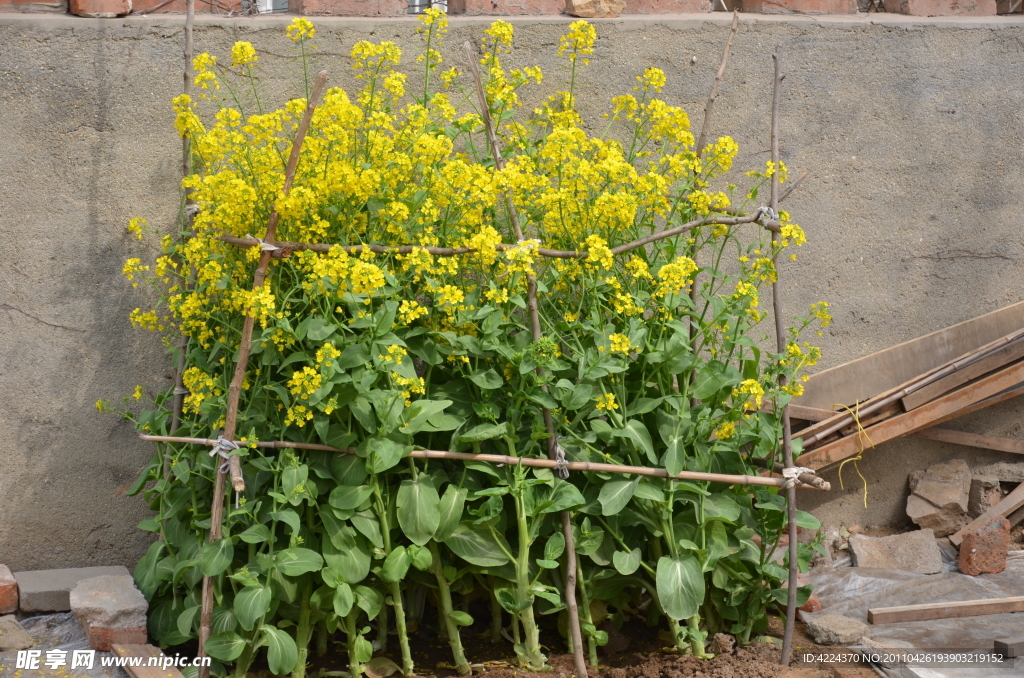 油菜花