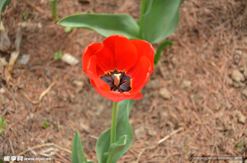 郁金香花心