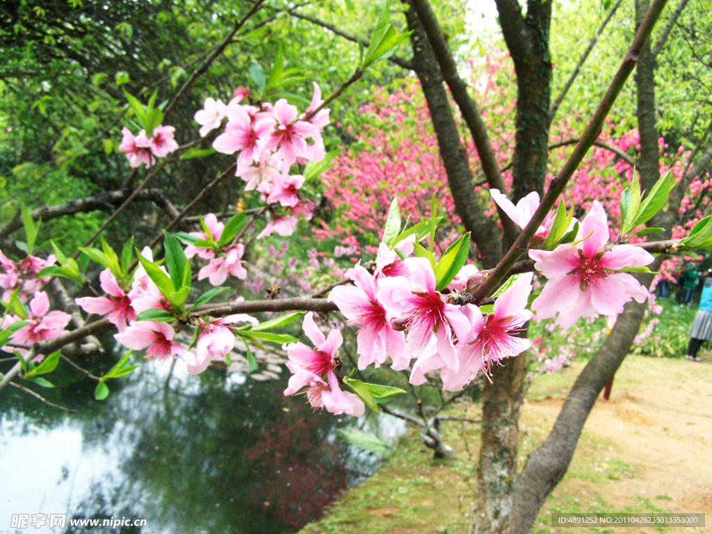 桃花
