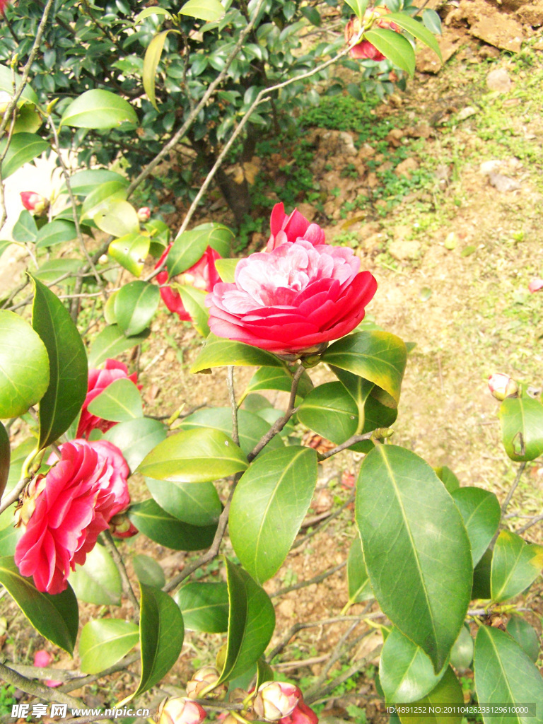 茶花