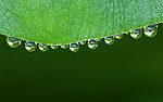 绿色露水