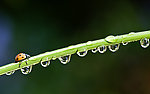 露水