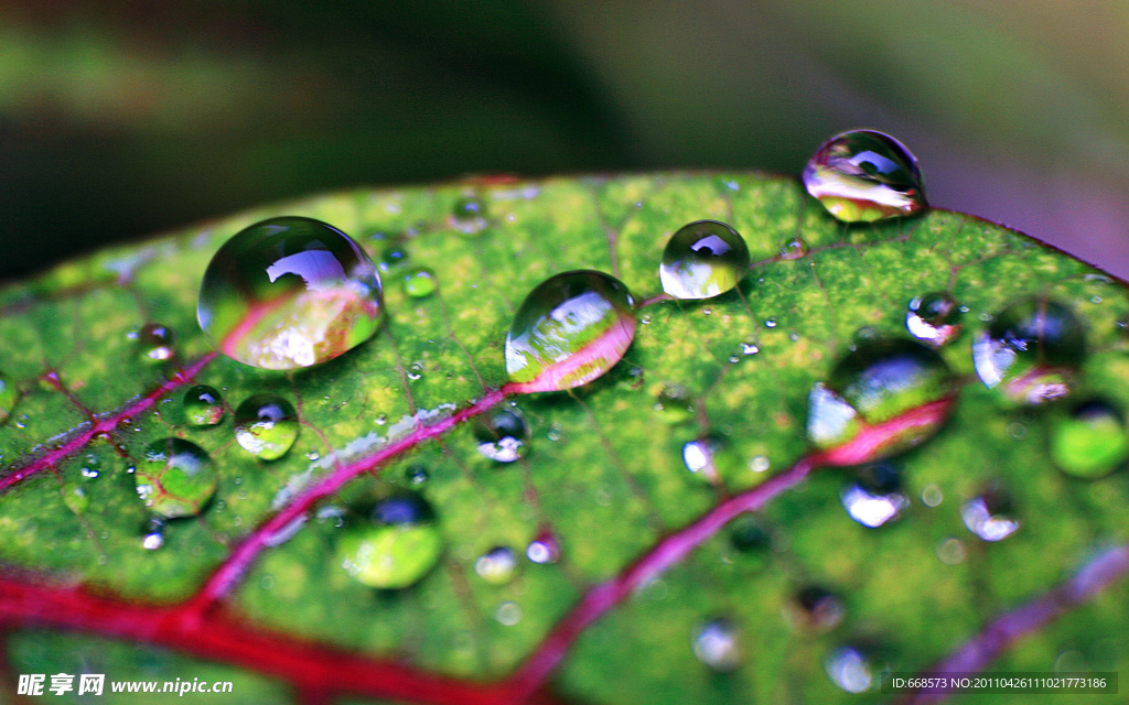 雨荷