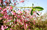 吐芽