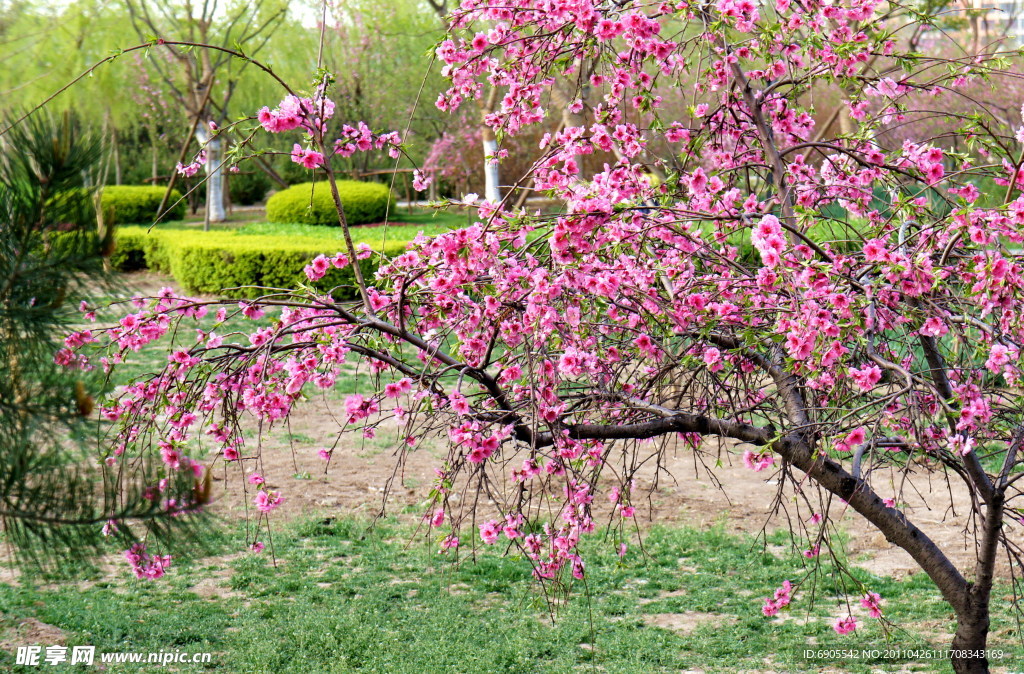 樱花