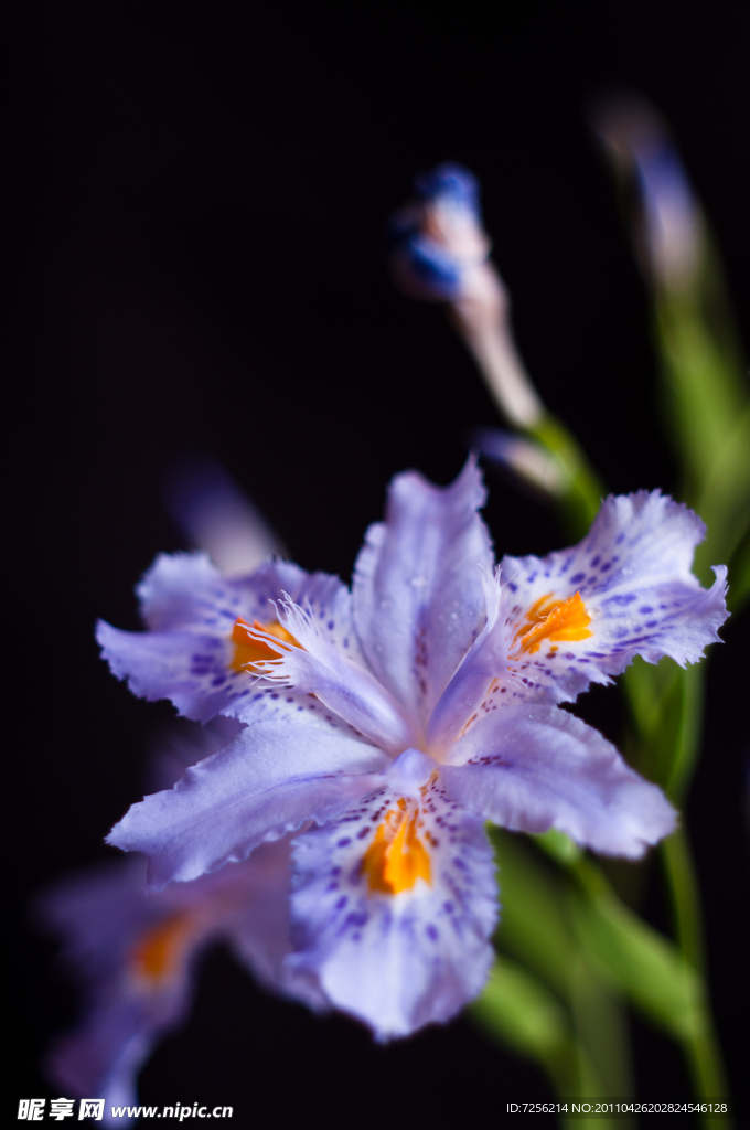 鸢尾花