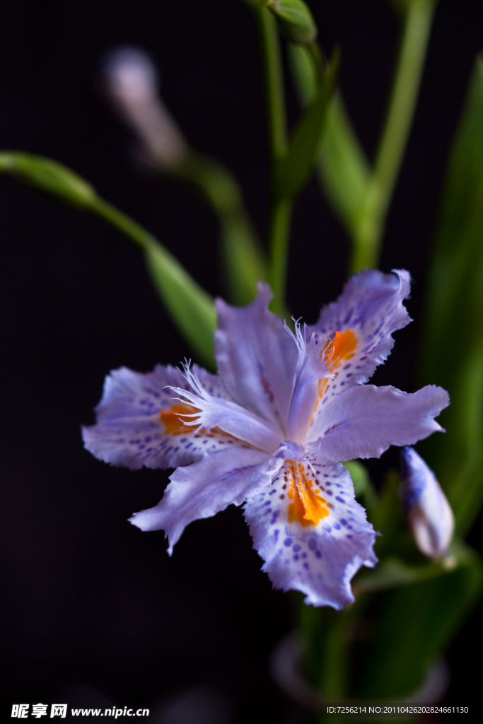 鸢尾花