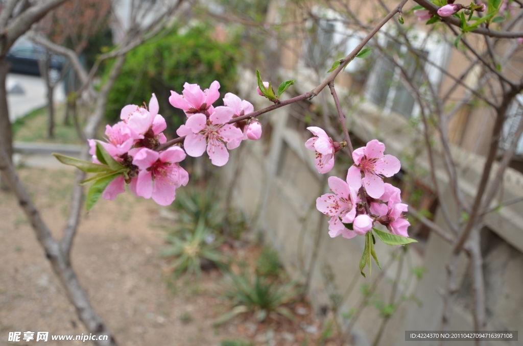 桃花