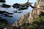 黄山松