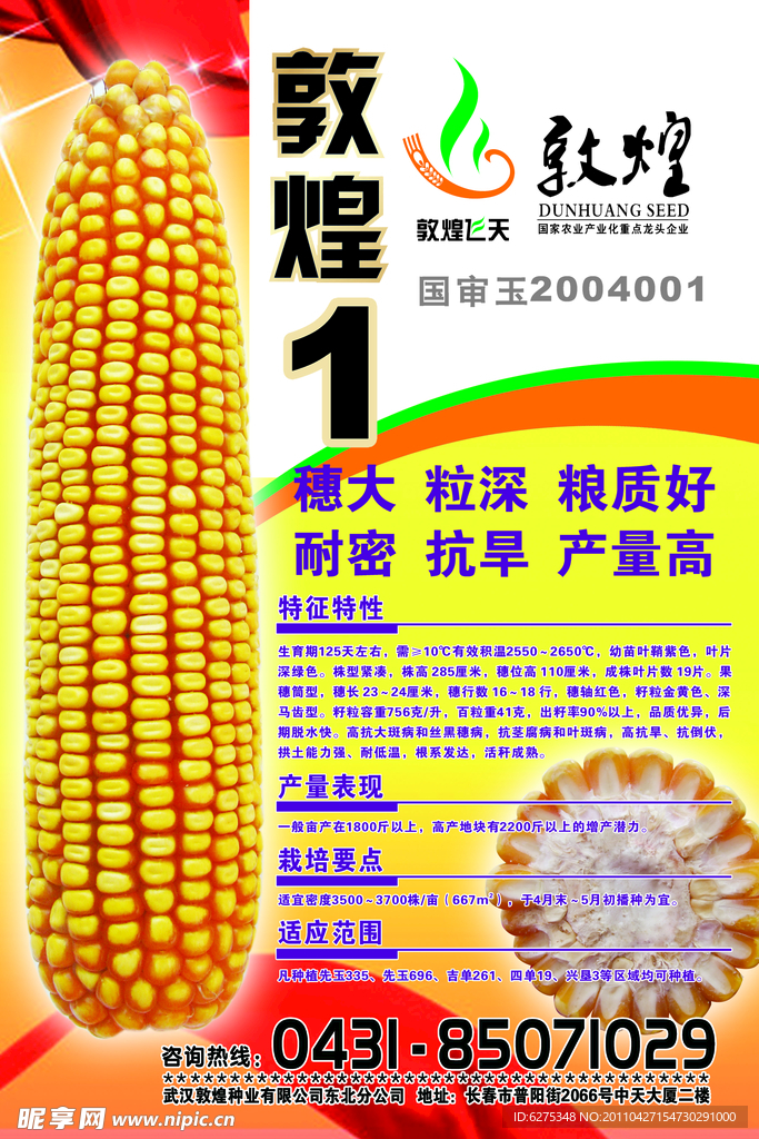 敦煌玉米DM单