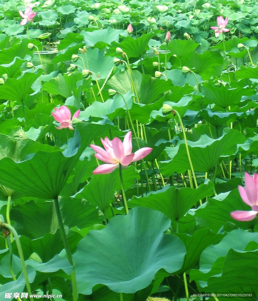 荷花