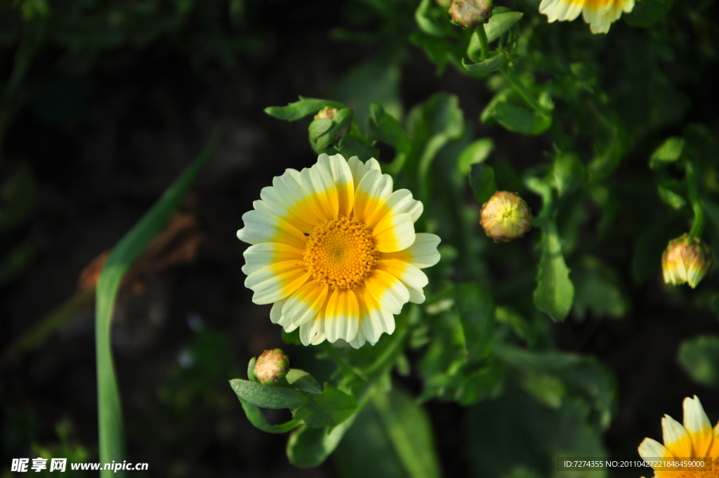 黄色鹅菜花