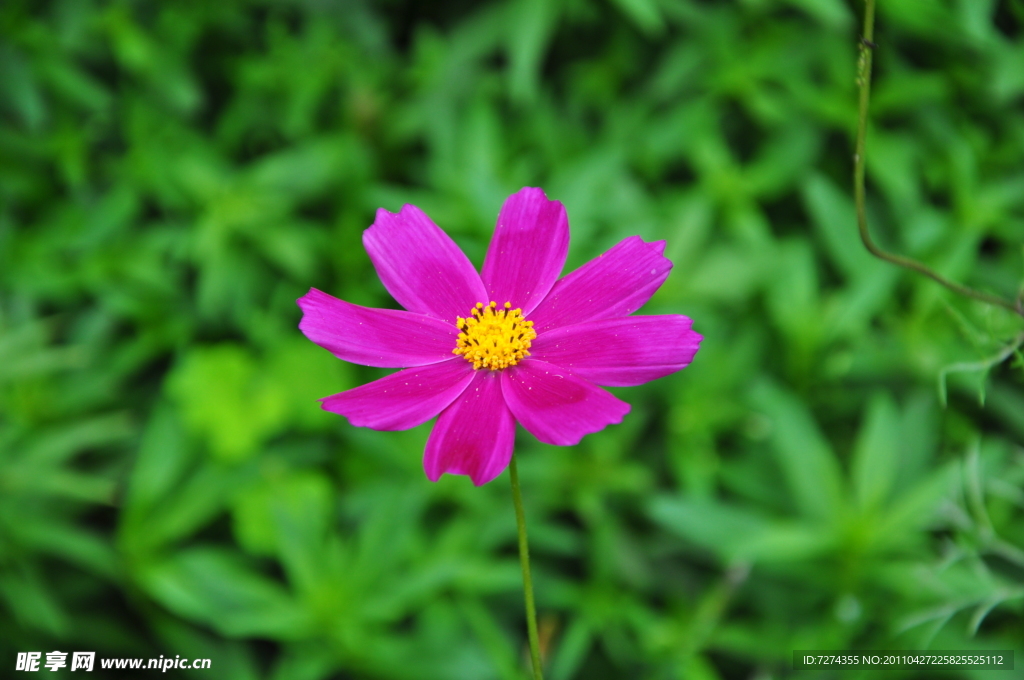 波斯菊