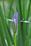 野兰花