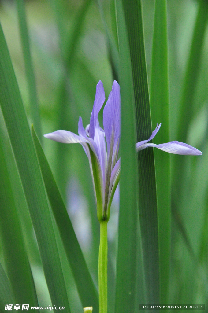 野兰花