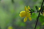 木香蔷薇