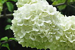粉团花 绣球