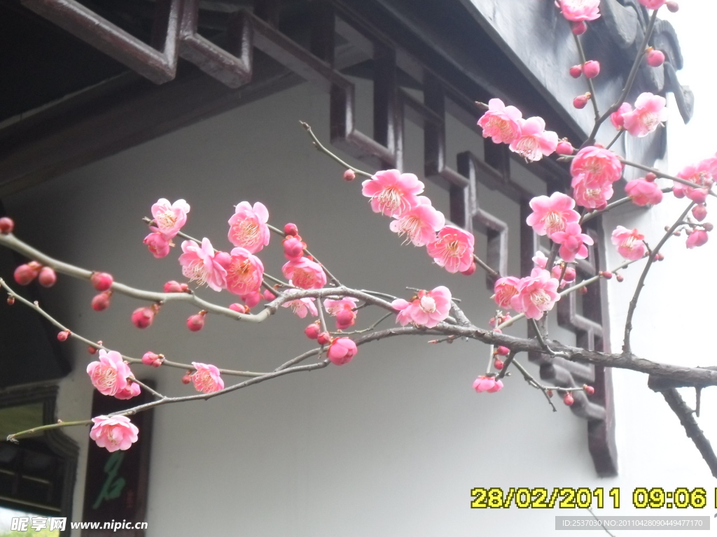 桃花