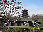 风景 雷峰塔
