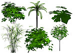 3D植物模型