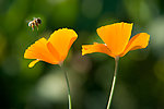 蜜蜂