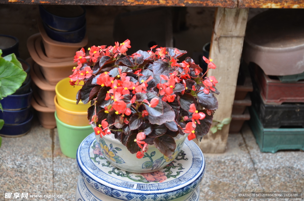 玻璃海棠