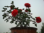 盆花